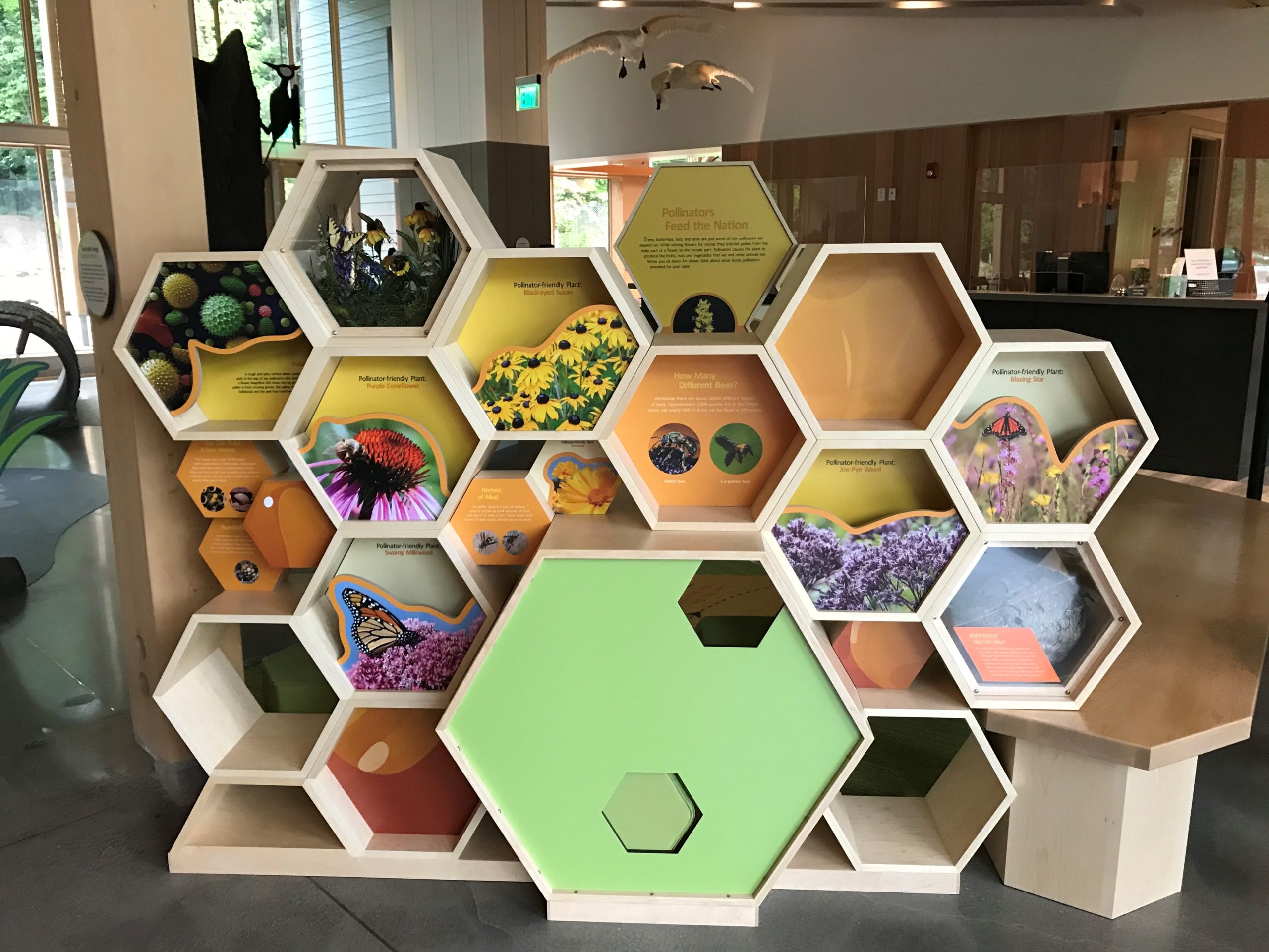 honey bee display