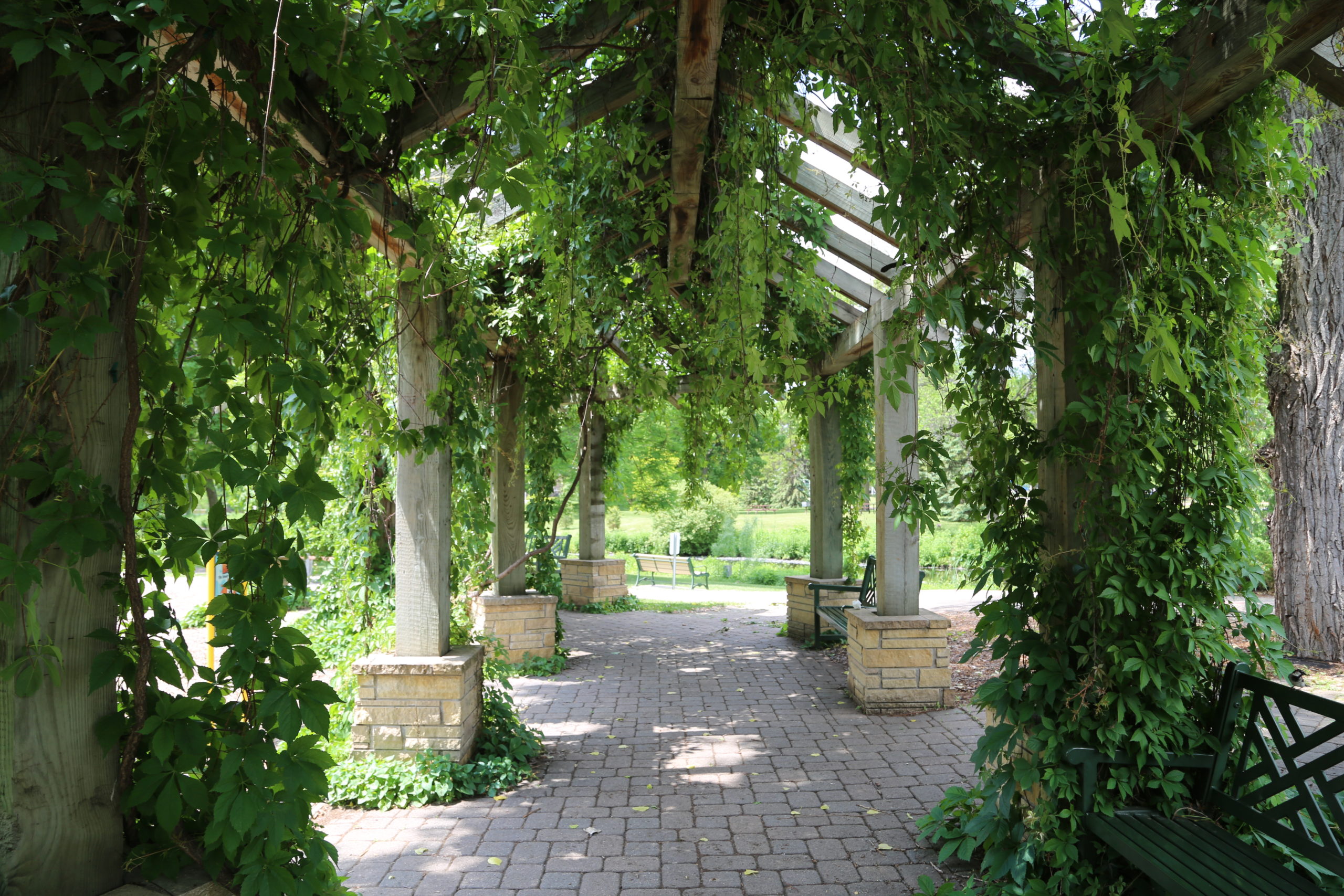 covered pergola in Wolfe Park