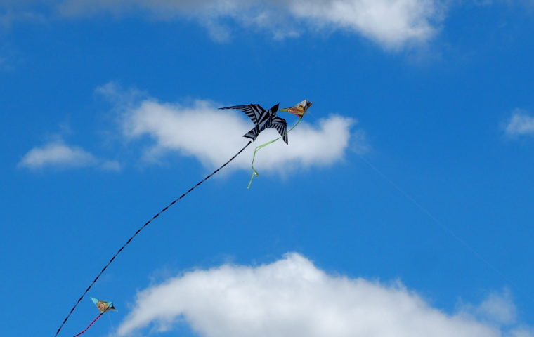 a pair of kites soaring through the blue sky