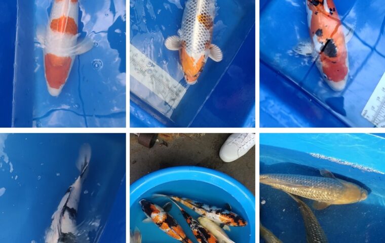 Pictures of different award-winning koi fish